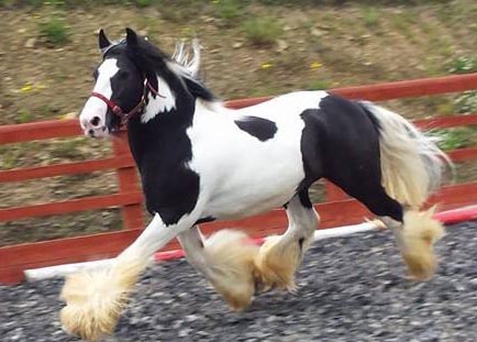 piebald cob gelding